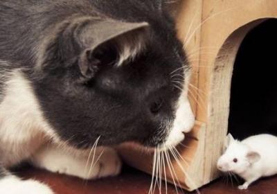 老鼠不敢见猫的原因是什么