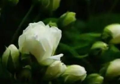 为什么在花园中能闻到花香