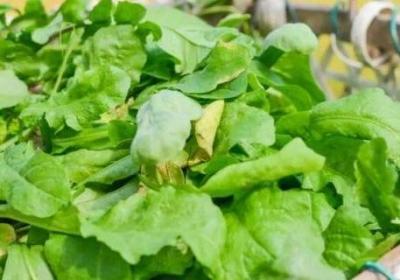 3月份当季蔬菜有哪些