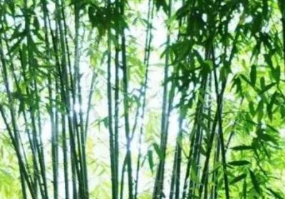竹子的寿命一般多长