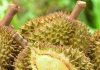 榴莲可以带上高铁吗