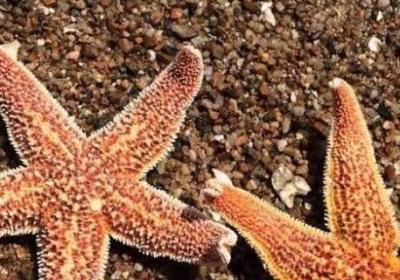 海星里面的黑色的是什么东西