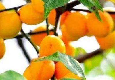梅子黄的时候是什么季节