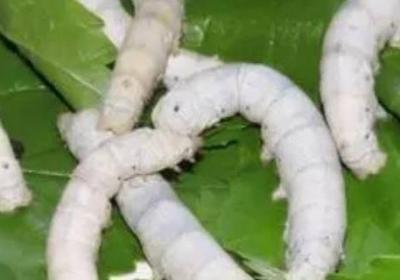 蚕宝宝孵化出来多久才吃东西