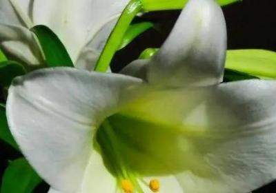 两朵百合花代表什么意思