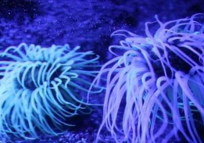 ?？侵参锫?></em><p>海葵是植物吗</p><span>2025-07-13</span></a></li></ul></div></div><div   id=