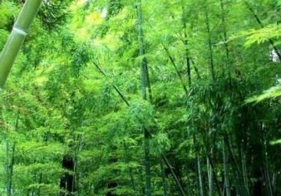 竹子象征着什么