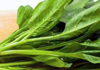 菠菜怎么焯水